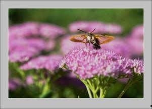 在线观看蜂鸟,空中舞者，自然界的奇迹之旅  第1张